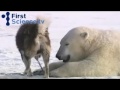 Polar Bears And Dogs Playing
