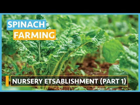 Spinach Farming Lesson 1 Introduction and Seed Selection
