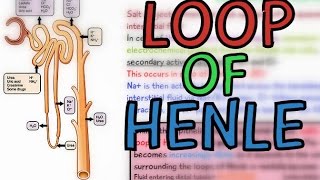 The Loop of Henle - Ascending and Descending Limb