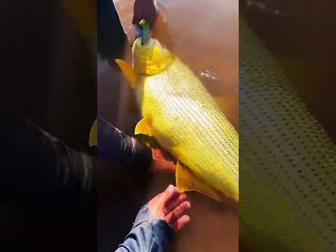 Dourado pego no Rio Iguatemi Mato grosso do Sul #dourado #peixes #pesca #caiaque #tucunare #baca