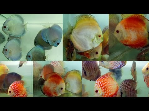 Discus fish for sale at A Mart Aquatic World