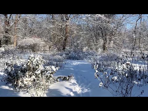 Zjawiskowa zima w Ogrodzie Botanicznym / 2021