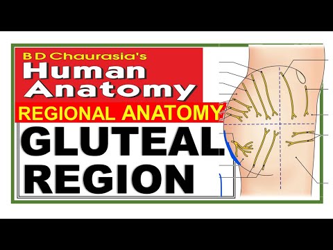 Chp5 | Gluteal Region | Lower Limb | BD Chaurasia | Dr Asif Lectures