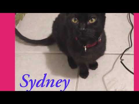 Sydney, an adopted Domestic Short Hair in Port Chester, NY_image-1