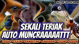 Download lagu SUPER TERIAK!!! MATERI SEKALI NAFAS KOMBINASI TEPUS ABU CILILIN CIGUN JANGKRIK RAMBATAN SOGON mp3