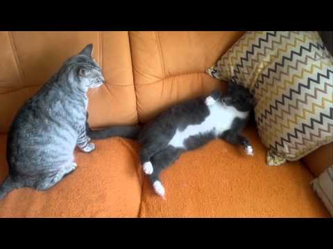 My cats Timi & Felix ;)