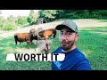 The Rewards Of Raising Dairy Cows On A Homestead | Our Success Story With 5 Cows On Small Pastures