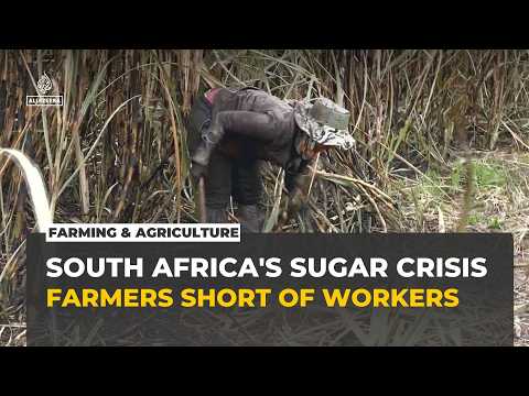 South African sugar farmers face labour shortage as migrant workers leave