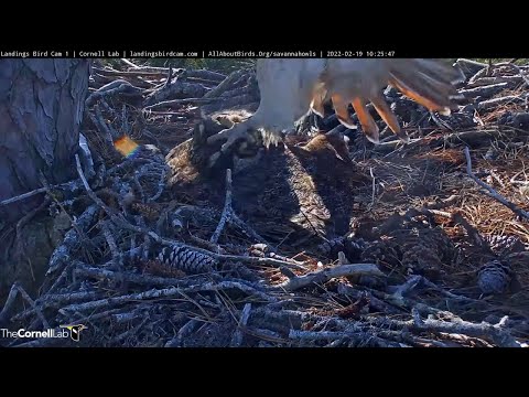 Red-tailed Hawk Attacks Great Horned Owl At Nest, Reveals Hatchling Owlet | Cam 1 – Feb. 19, 2022