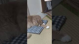 くつろぐ猫ちゃん #猫 #可愛い猫