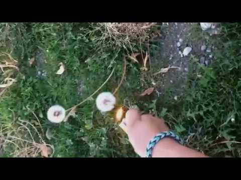 Dandelions on Fire!