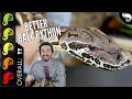 Dumeril's Boa, The Best Pet Snake?