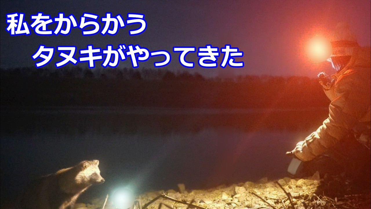 予想外の行動に出るタヌキ！ウナギ釣り中の出来事！