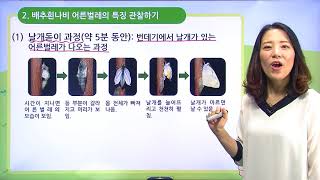 [백점맞는과학]11. 3학년 과학 동물의 한살이 배추흰나비 번데기와 어른벌레에는 어떤 특징이 있을까요