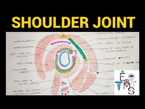 Shoulder Joint Anatomy - 1 | Upper Limb