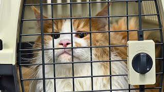 The Best Orange Boy On The Planet | 30lbs Maine Coon Cat Takes Flight