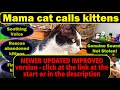 Mother cat calling her kittens sound effect - kitten rescue 1 hour - cat meow