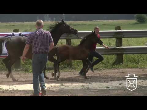 IZ024 Hengstfohlen von Diamant de Semilly - Quintero - Caretino