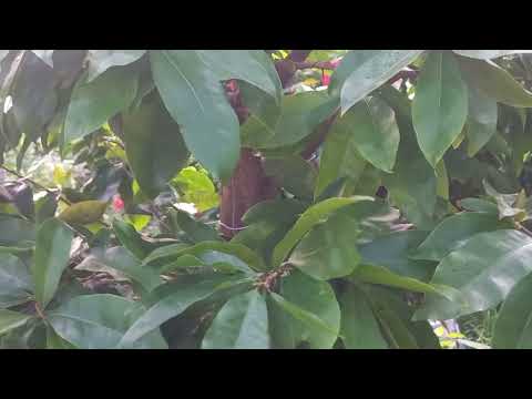 cách chăm sóc mai vàng tháng 5