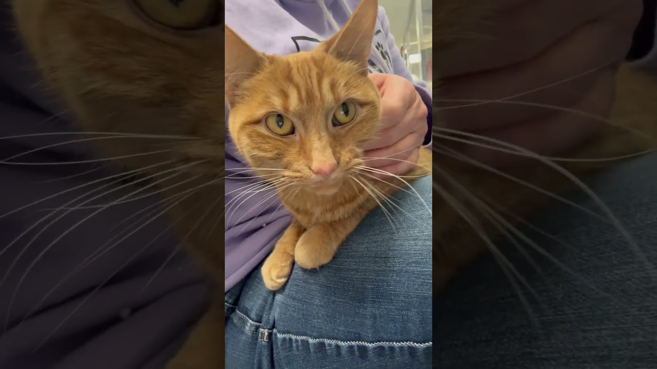Cece - fun-loving sweet girl!, a Adoptable Domestic Short Hair in Oshkosh, WI video 6/6