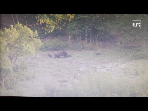 L’orsa e i suoi cuccioli, nuovi avvistamenti nel Parco Nazionale d'Abruzzo