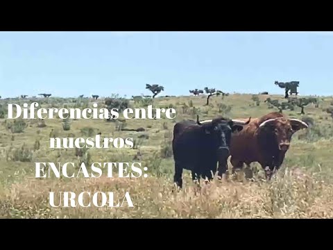 Diferencias entre ENCASTES:URCOLA
