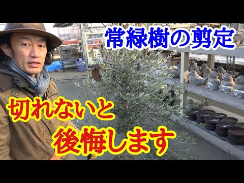 オリーブの木を剪定するときに避けるべき間違いは何ですか?期間は何ですか?またそれは何に依存しますか?  庭園