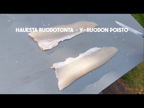 Kalastus maistuu: Hauesta ruodotonta - y-ruodon poisto