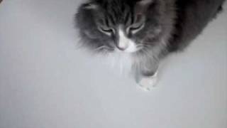 Bob Dylan Was A (well loved) Pussy Cat