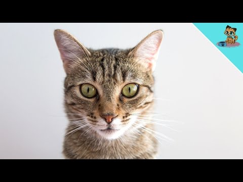 Spiele DAS ab und deine Katze kommt SOFORT zu dir! #shorts