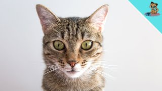 Spiele DAS ab und deine Katze kommt SOFORT zu dir! #shorts