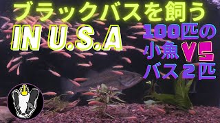 ブラックバスを飼う in U.S.A 小魚１００匹VSバス２匹