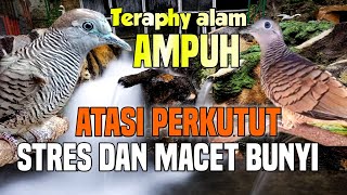 Download lagu Suara burung perkutut dan suara air di alam liar untuk relaksasi perkutut stres dan macet bunyi mp3