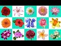 Flowers Name in English | Flowers Garden