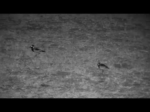 Djuma: Blacksmith Lapwing parent and chick out after dark - 20:04 - 08/10/19