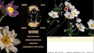 WIRE Silk Skin Paws. German Shepherds &#39;88