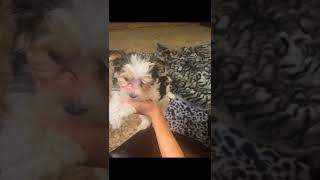 Morkie Puppies Videos