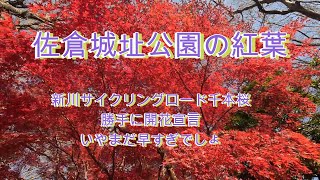 佐倉城址公園の紅葉を見にサイクリング
