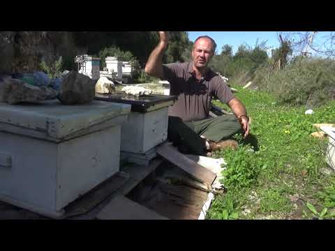 важно новичку часть 2. пчеловодство.
