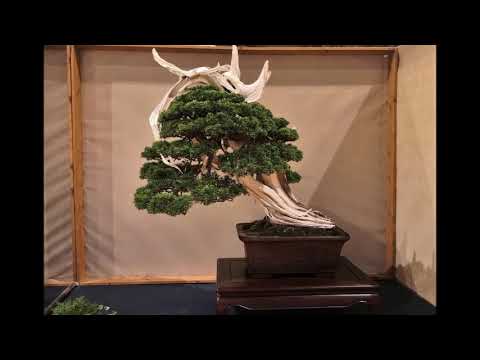 VIDEO  ARCOBONSAI 2021