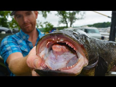 Shocking Research Trip for Northern Snakehead (3 of 4) | Field Trips Virginia Video
