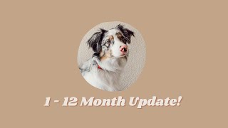 Australian Shepherd Blue Merle Puppy - 1 to 12 Month Growth Update