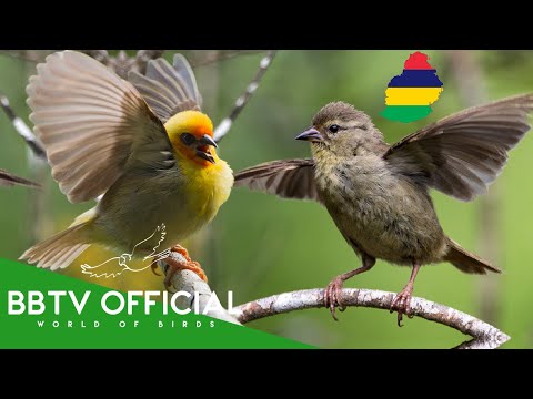 Birds Of Mauritius | Most Beautiful Birds Found in Mauritius You've Never Seen | BBTV Official