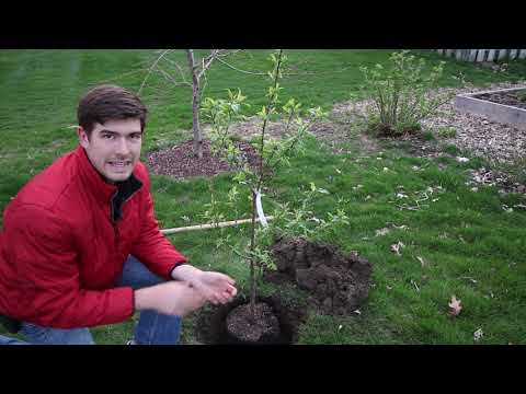image-How do you grow pear trees? 