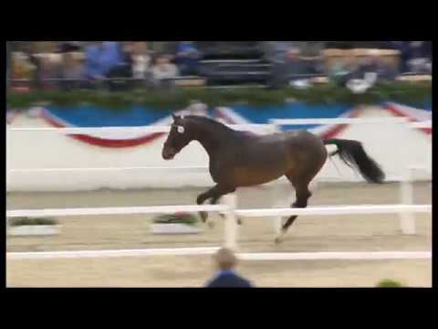 Holsteiner Verbandshengste 2019 - Chezarro