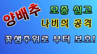 [텃밭농부.986]  양배추 모종심고 나비의 공격과 한파를 막는 방법