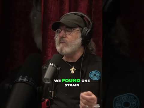 Unlocking the Hidden Power of Psilocybe Cubensis Strains