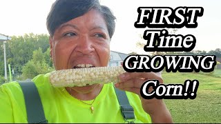 FIRST EVER Corn Harvest!