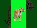 Tiger Green Screen Video HD