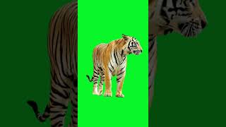 Download lagu Tiger green screen video HD mp3